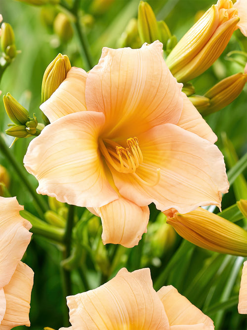 Daylily Mini Pearl (Hemerocallis) bare roots