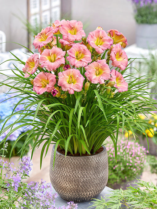 Daylily Soft Secrets (Hemerocallis) bare roots