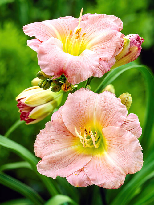 Daylily Soft Secrets (Hemerocallis) shipping in the EU