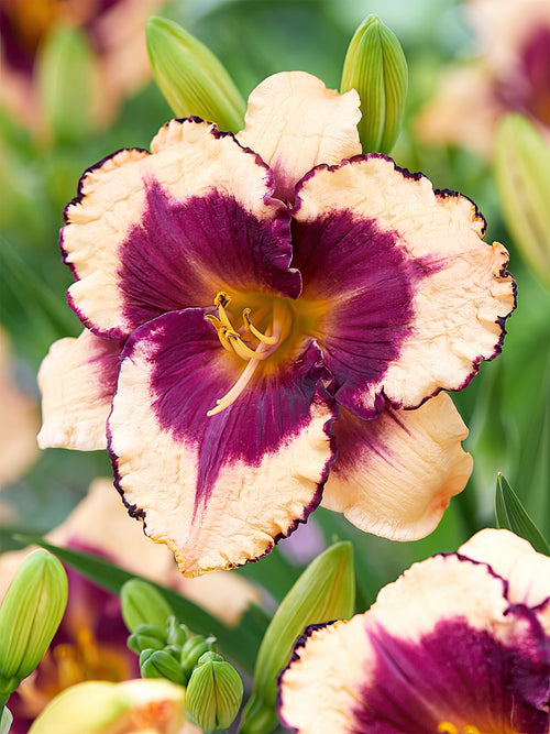 Daylily Tropical Surprise (Hemerocallis) bare roots for spring planting