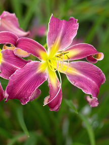 Daylily Exotic Spider (Hemerocallis)