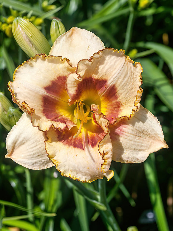 Daylily Fruity Kiss (Hemerocallis) bare roots