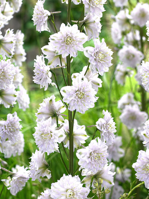 Delphinium Highlander Cha Cha - Spring shipping to Europe