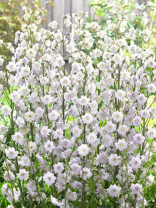 Delphinium Highlander Cha Cha - larkspur bare roots for spring planting