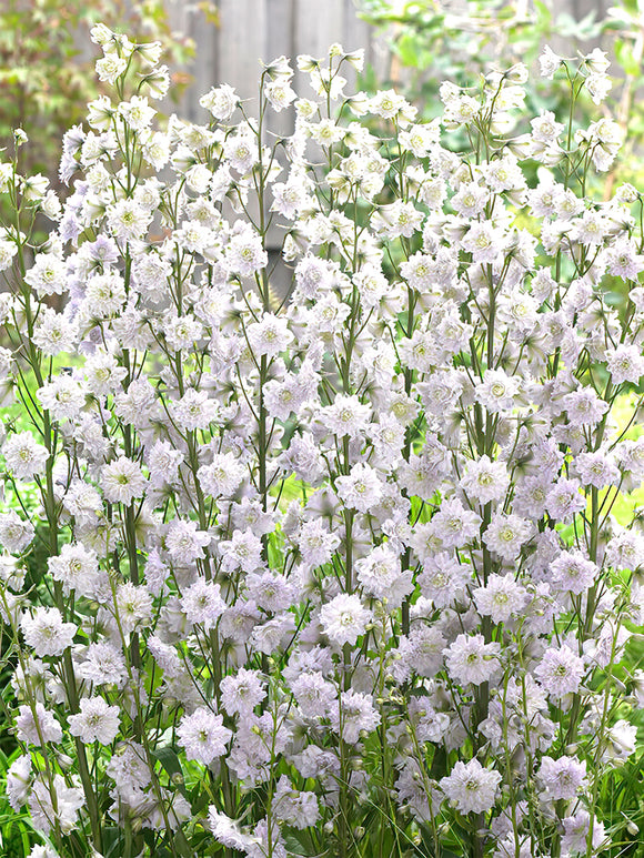 Delphinium Highlander Cha Cha - larkspur bare roots for spring planting