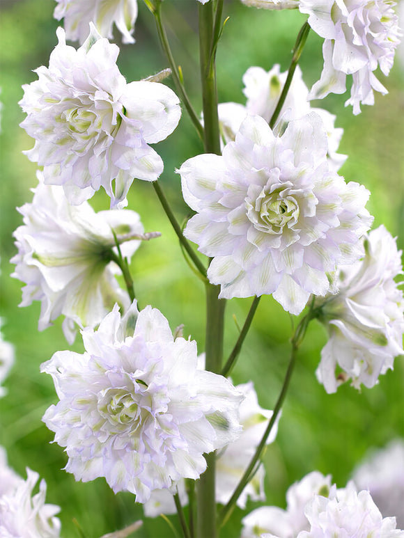 Buy Delphinium Highlander Cha Cha 