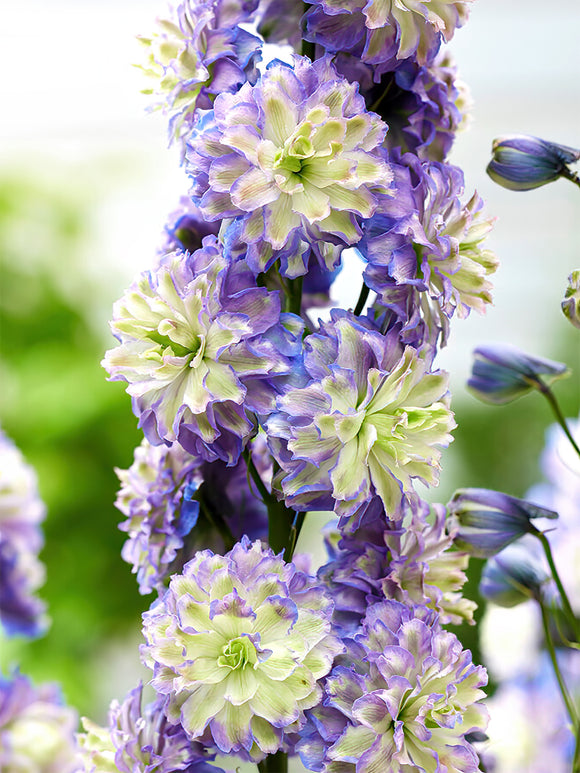 Delphinium Highlander Bolero