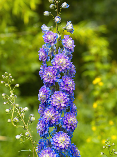 Buy Delphinium Highlander Bolero bare roots 