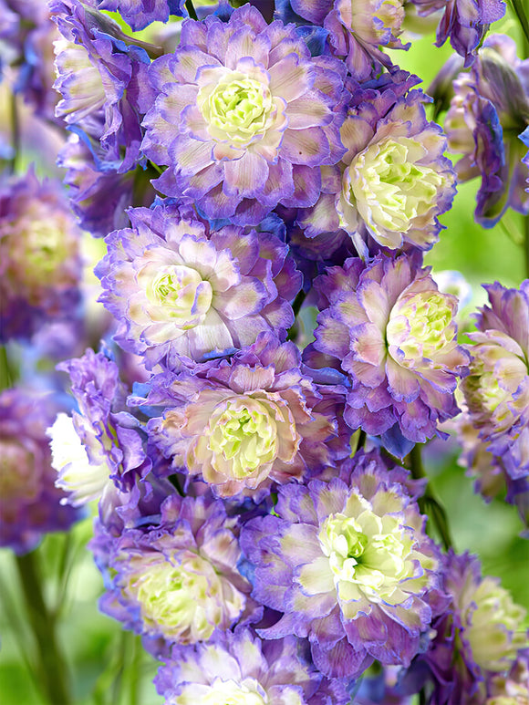 Delphinium Highlander Bolero - Larkspur roots for spring planting