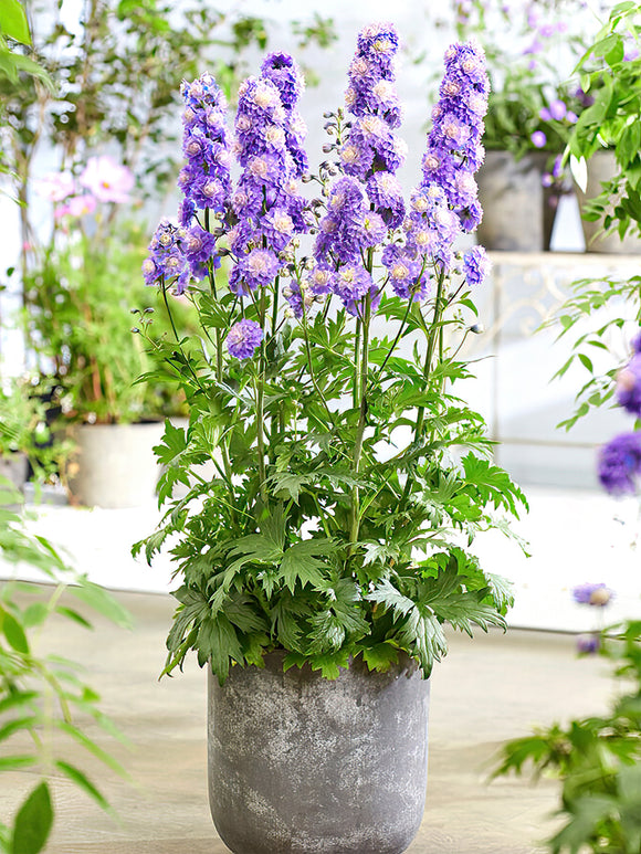 Delphinium Highlander Bolero - buy larkspur roots for spring planting and shipping 