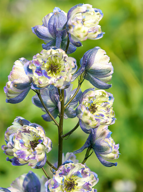 Buy Delphinium La Boheme