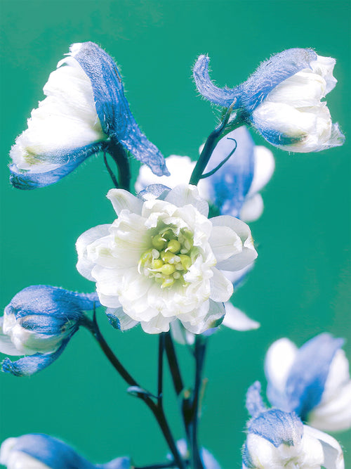 Buy bare roots - Delphinium La Boheme