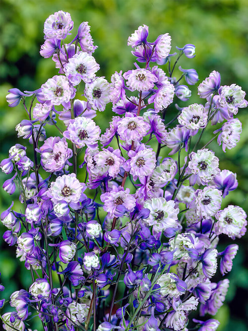 Larkspur bare roots for spring shipping - Delphinium La Boheme