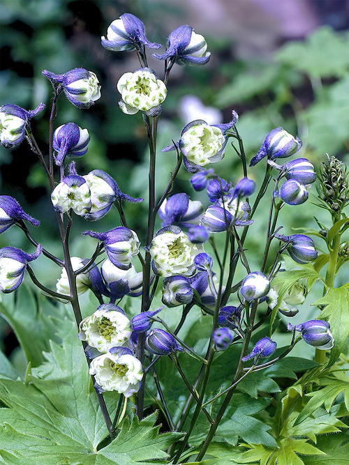 Delphinium La Boheme - Europe shipping