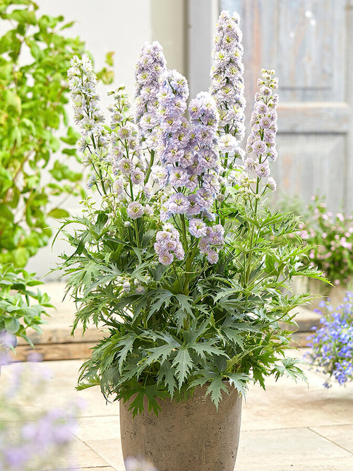 Larkspur bare roots - Delphinium Highlander Rainbow Sensation