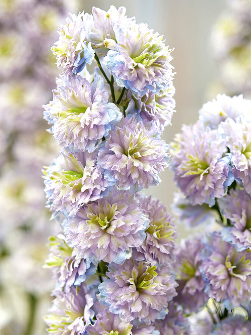 Buy Delphinium Highlander Rainbow Sensation