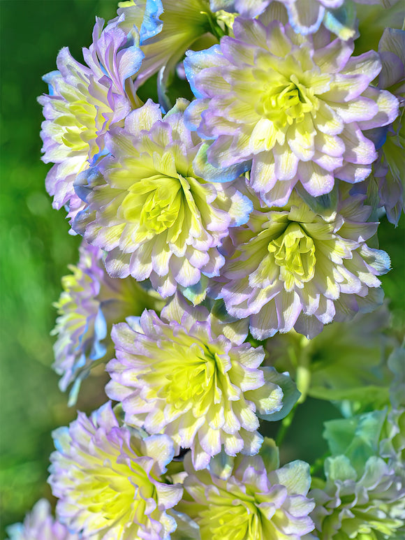 Buy Delphinium Highlander Rainbow Sensation