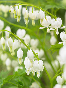 Dicentra Spectabilis Alba