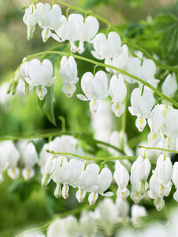 Buy top sized Dicentra Spectabilis Alba roots from Holland for EU shipping in the spring