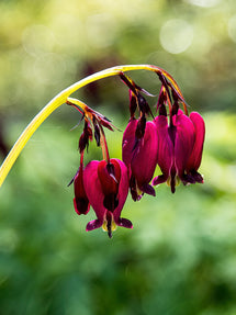 Dicentra Bacchanal