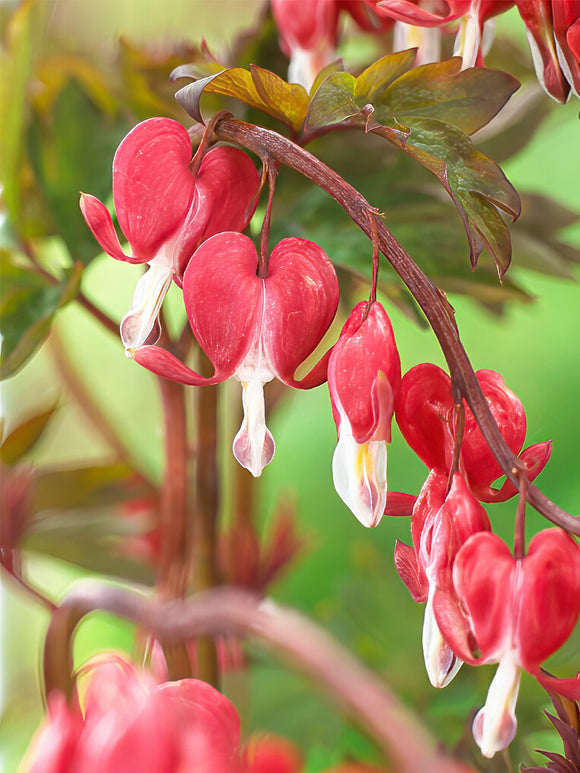 Dicentra Hordival (Valentine) - Top Sized Roots from Holland by DutchGrown