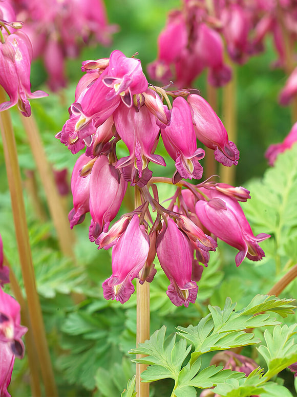 Buy Top Sized Dicentra Luxuriant Roots from Holland