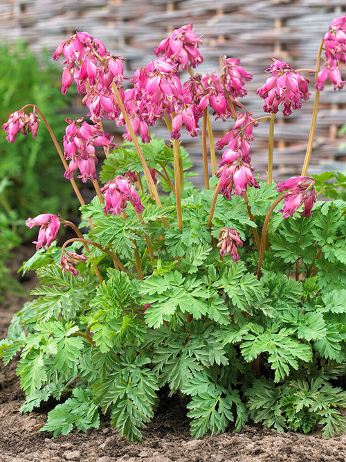 Buy Top Sized Dicentra Luxuriant Roots from Holland for EU shipping in the spring