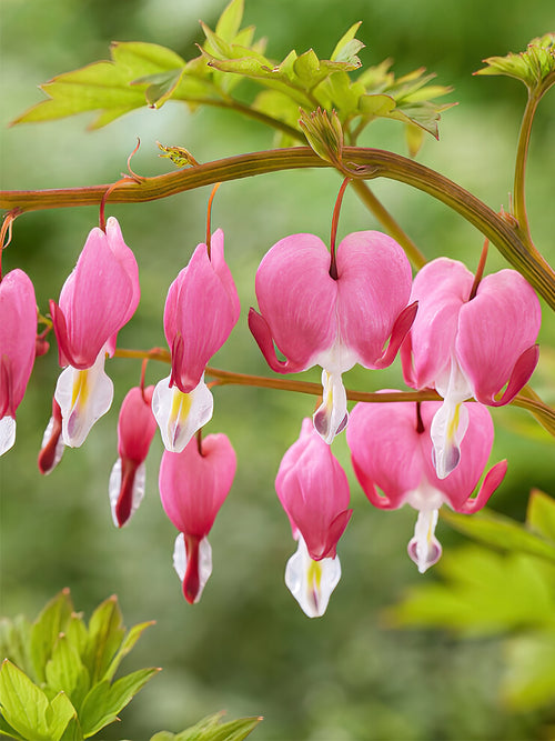 Buy Top Sized Dicentra Spectabilis Roots from Holland for EU shipping