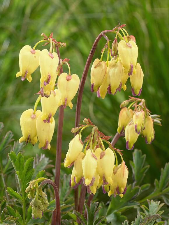 Buy Top Size Dicentra 'Sulphur Hearts' from Holland for EU shipping