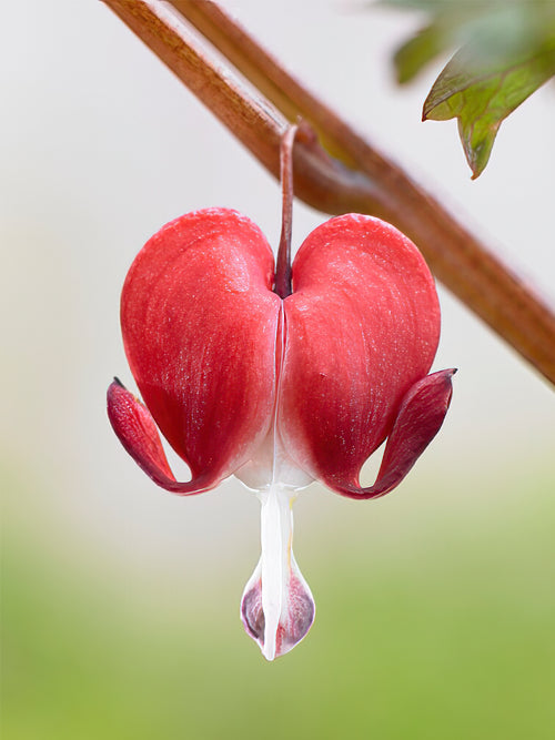 Dicentra Hordival (Valentine) - Top Sized Roots for EU shipping