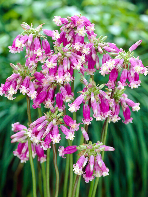 Dichelostemma Ida-Maia Pink Diamond (Firecracker Flower)