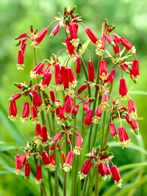 Dichelostemma Ida-Maia - Firecracker flower