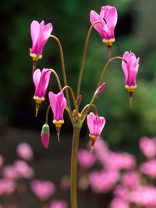Shooting Star Queen Victoria (Meadia Dodecatheon)