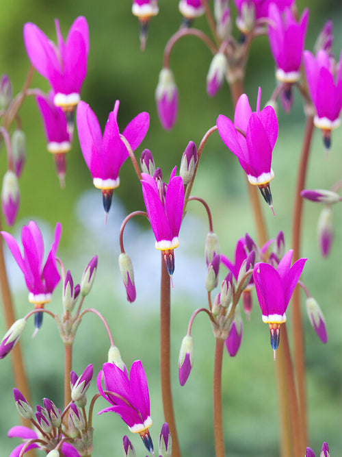 Buy Shooting Star Red Wings (Dodecatheon) bare roots