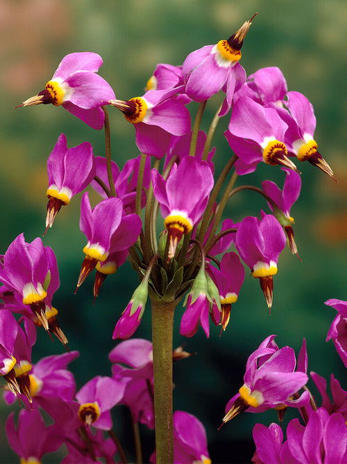 Shooting Star Red Wings (Dodecatheon)