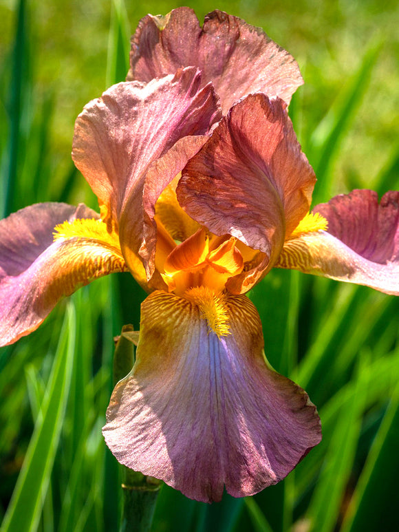 Dutch Iris Bulbs Autumn Princess