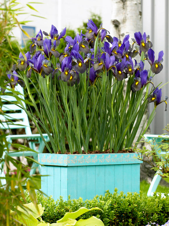 Dutch Iris Eye of the Tiger