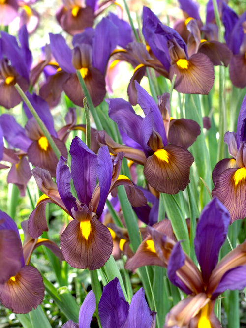 Dutch Iris Eye of the Tiger