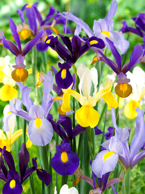 Dutch Iris Mixed - Iris Bulbs