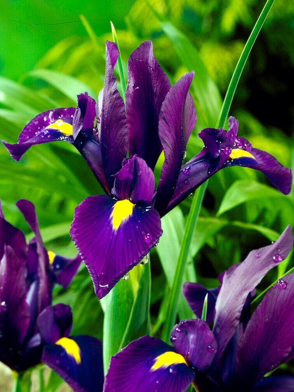 Dutch Iris Flower Bulbs Purple Sensation