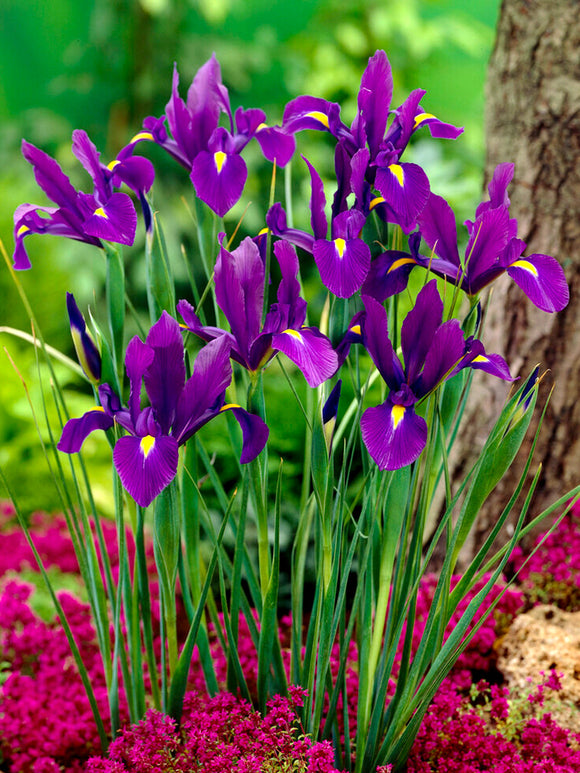 Dutch Iris Flower Bulbs Purple Sensation