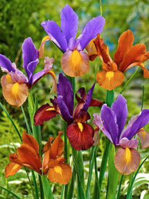 Dutch Iris Tiger Mix