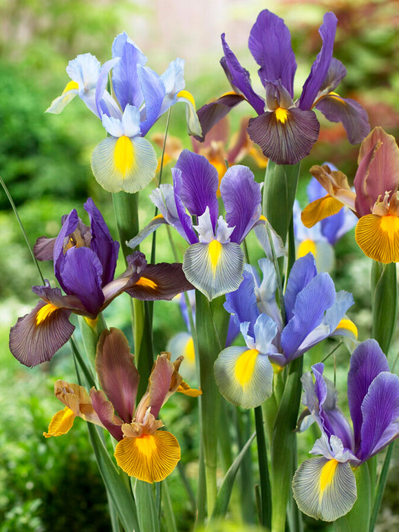 Dutch Iris Tiger Mix flower bulbs