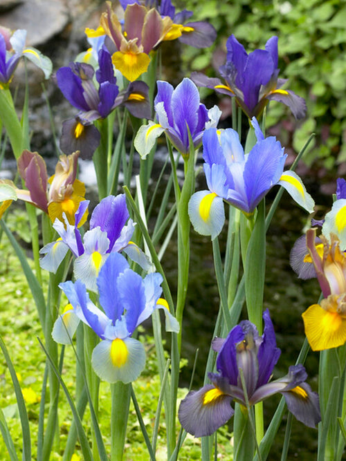 Dutch Iris Tiger Mix flower bulbs