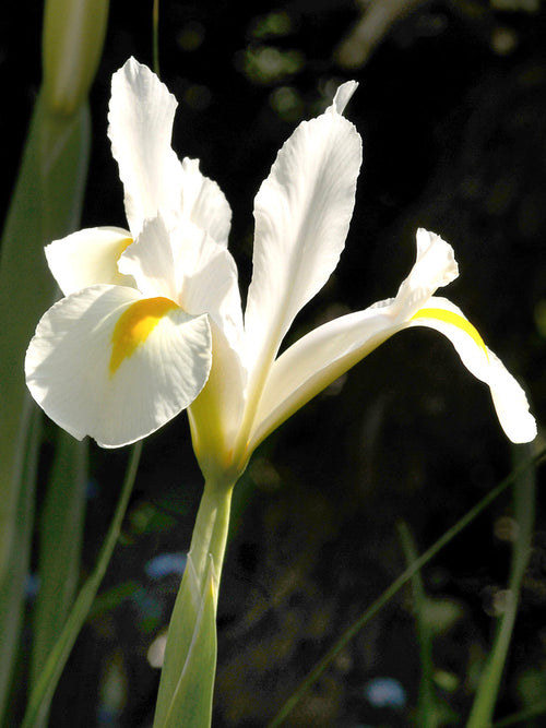 Dutch Iris White Excelsior - UK Delivery