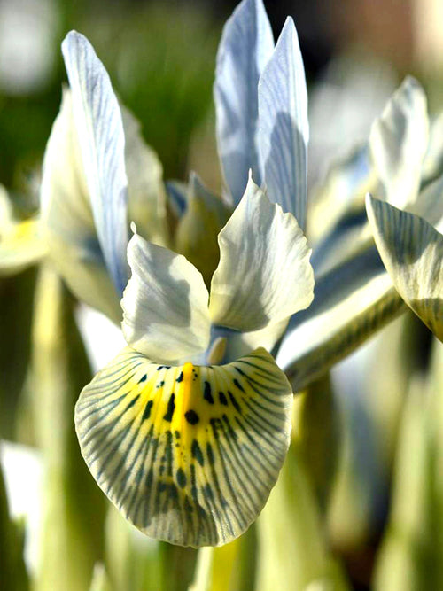 Dwarf Iris Katharine Hodgkins Flower Bulbs