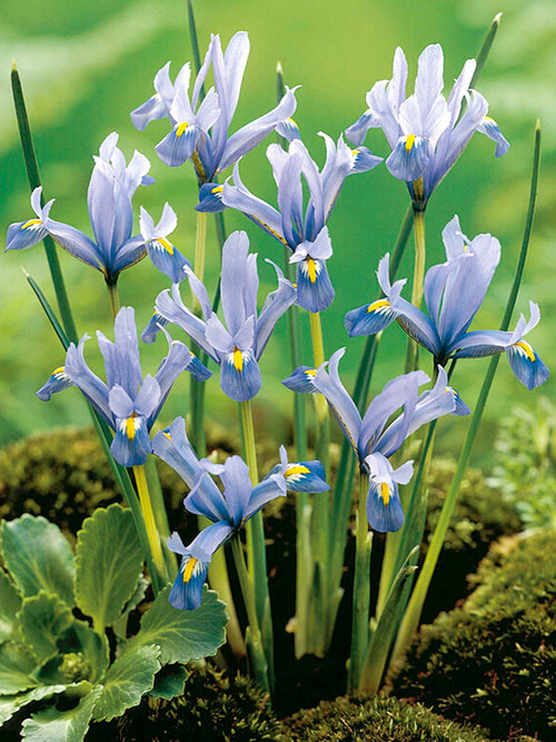 Dwarf Iris Reticulate Cantab - early spring bloomer