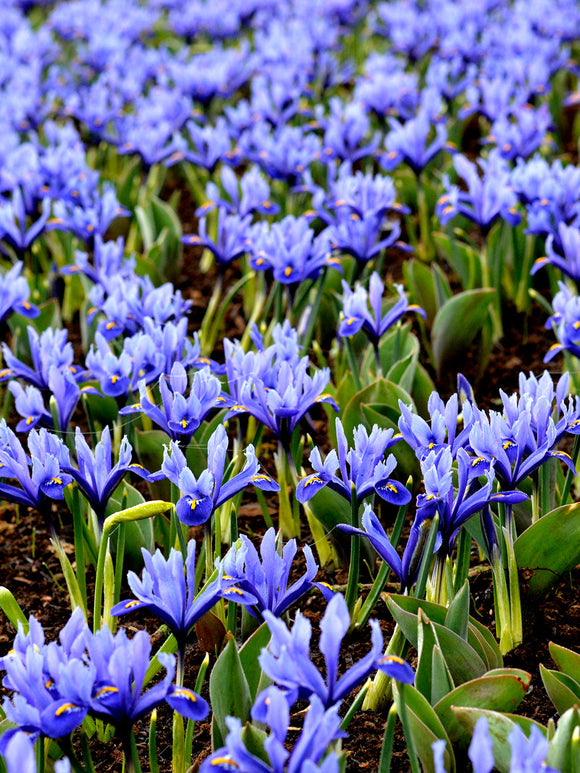 Dwarf Iris Reticulata Harmony Blue Early Spring