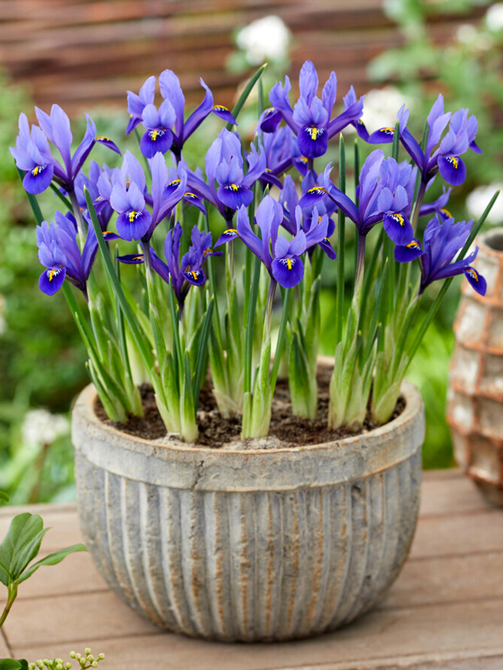 iris plant pot Dwarf Iris Reticulata Harmony