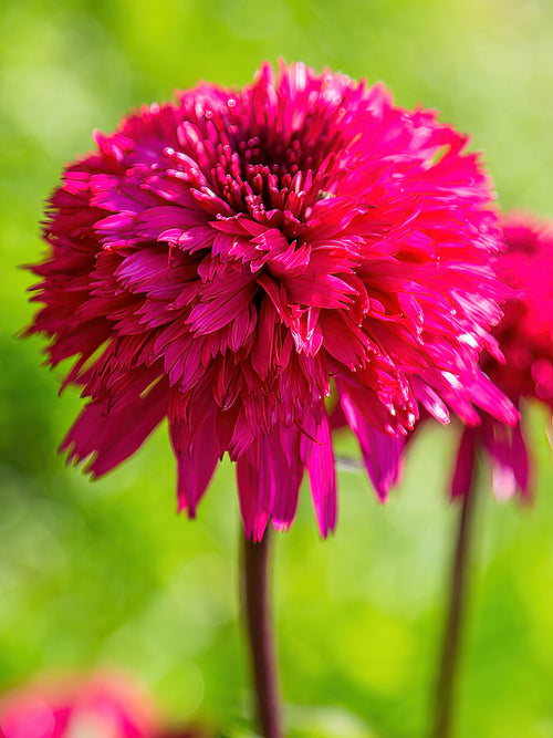 Buy bare Echinacea roots for EU Shipping in the Spring - Echinacea Blackberry Truffle (Coneflower)